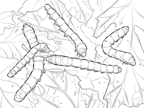 Silkworm Moth Caterpillars Coloring Page